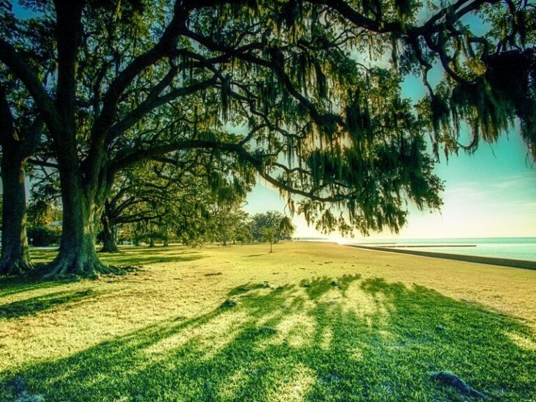 Live oaks along the Mandeville lakefront on Lake Pontchartrain
